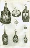 S. Collins: A systeme of anatomy ...  1685