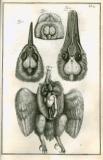 S. Collins: A systeme of anatomy ...  1685