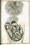 S. Collins: A systeme of anatomy ...  1685