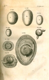 H. Fabricius: Opera omnia anatomica ... 1687