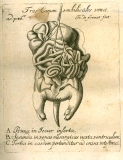 H. Fabricius: Opera omnia anatomica ... 1687