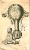 H. Fabricius: Opera omnia anatomica ... 1687