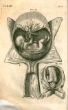 H. Fabricius: Opera omnia anatomica ... 1687