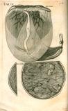 H. Fabricius: Opera omnia anatomica ... 1687