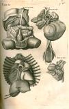 H. Fabricius: Opera omnia anatomica ... 1687