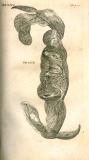 H. Fabricius: Opera omnia anatomica ... 1687