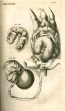 H. Fabricius: Opera omnia anatomica ... 1687