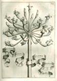 G.B. Ferrari:  De florum cultura libri IV.  1633