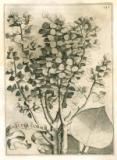 G.B. Ferrari:  De florum cultura libri IV.  1633