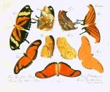 C.G. Jablonsky: Natursystem .. Insekten..: Der schmetterlinge.   1783-1804