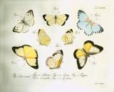 C.G. Jablonsky: Natursystem .. Insekten..: Der schmetterlinge.   1783-1804