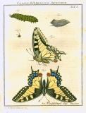 Augustus Iohannes Roesel von Rosenhof (1705-59):  Der ... Insecten-Belustigung ... 1746-61 - fuldendt af C.F.C Kleeman 1792: