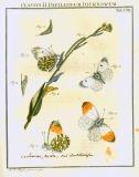 Augustus Iohannes Roesel von Rosenhof (1705-59):  Der ... Insecten-Belustigung ... 1746-61 - fuldendt af C.F.C Kleeman 1792: