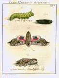 Augustus Iohannes Roesel von Rosenhof (1705-59):  Der ... Insecten-Belustigung ... 1746-61 - fuldendt af C.F.C Kleeman 1792: