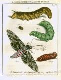 Augustus Iohannes Roesel von Rosenhof (1705-59):  Der ... Insecten-Belustigung ... 1746-61 - fuldendt af C.F.C Kleeman 1792: