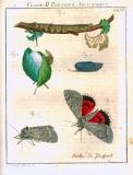 Augustus Iohannes Roesel von Rosenhof (1705-59):  Der ... Insecten-Belustigung ... 1746-61 - fuldendt af C.F.C Kleeman 1792: