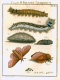 Augustus Iohannes Roesel von Rosenhof (1705-59):  Der ... Insecten-Belustigung ... 1746-61 - fuldendt af C.F.C Kleeman 1792: