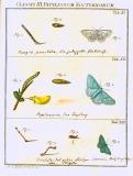 Augustus Iohannes Roesel von Rosenhof (1705-59):  Der ... Insecten-Belustigung ... 1746-61 - fuldendt af C.F.C Kleeman 1792: