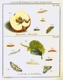 Augustus Iohannes Roesel von Rosenhof (1705-59):  Der ... Insecten-Belustigung ... 1746-61 - fuldendt af C.F.C Kleeman 1792: