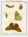 Augustus Iohannes Roesel von Rosenhof (1705-59):  Der ... Insecten-Belustigung ... 1746-61 - fuldendt af C.F.C Kleeman 1792: