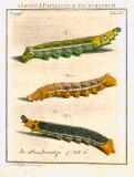 Augustus Iohannes Roesel von Rosenhof (1705-59):  Der ... Insecten-Belustigung ... 1746-61 - fuldendt af C.F.C Kleeman 1792: