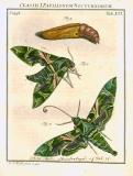 Augustus Iohannes Roesel von Rosenhof (1705-59):  Der ... Insecten-Belustigung ... 1746-61 - fuldendt af C.F.C Kleeman 1792: