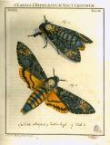 Augustus Iohannes Roesel von Rosenhof (1705-59):  Der ... Insecten-Belustigung ... 1746-61 - fuldendt af C.F.C Kleeman 1792: