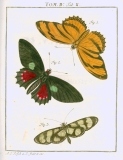 Augustus Iohannes Roesel von Rosenhof (1705-59):  Der ... Insecten-Belustigung ... 1746-61 - fuldendt af C.F.C Kleeman 1792: