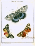 Augustus Iohannes Roesel von Rosenhof (1705-59):  Der ... Insecten-Belustigung ... 1746-61 - fuldendt af C.F.C Kleeman 1792: