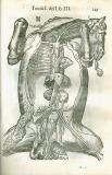 C. Ruini:  Anatomia del cavallo ...  1618