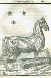 C. Ruini:  Anatomia del cavallo ...  1618