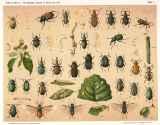 H. M. Schmidt-Göbel:  Die schädlichen und nützlichen Insecten in Forst, Feld und Garten. 1881