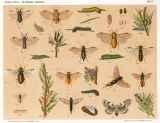 H. M. Schmidt-Göbel:  Die schädlichen und nützlichen Insecten in Forst, Feld und Garten. 1881