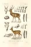 J.C. Schiødte og H.J. Hansen:  Zoologia Danica ...  1878-92