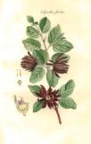 Auswahl von Pflanzen und Gesträuchen 1796