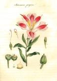 Auswahl von Pflanzen und Gesträuchen 1796