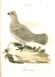 S. Sparmann: Museum Carlsonianum aves 1786-89