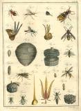 J.H. Jördens:  Entomologie und Helminthologie 1801-02