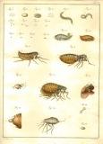 J.H. Jördens:  Entomologie und Helminthologie 1801-02