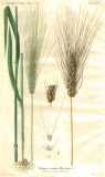 J.W. Krauss: Abbildungen und Beschreibungen Getreidearten 1835-37