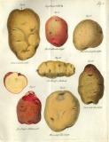 C.W.E. Putsche: Versuch einer Monographie der Kartoffeln 1819