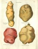 C.W.E. Putsche: Versuch einer Monographie der Kartoffeln 1819