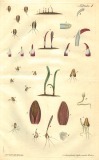 M.F. Ledermüller:  Physikalisch-mikroskopische Zergliederung des Korns oder Rokens 1764
