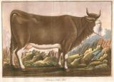 D.K.C.G. Sturm: Die Viehracen 1818-19