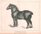 Tavler fra nogle af de første årgange af det længstlevende heste-tidsskrift i Danmark: Hippologisk Tidsskrift