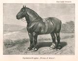 Tavler fra nogle af de første årgange af det længstlevende heste-tidsskrift i Danmark: Hippologisk Tidsskrift