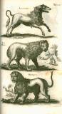 J. Jonston: Theatrum animalium 1755