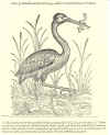 1555  Pierre Belon du Mans: l'Histoire de la nature des oyseaux, avec leurs description et naïfs portraicts