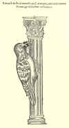 1555  Pierre Belon du Mans: l'Histoire de la nature des oyseaux, avec leurs description et naïfs portraicts