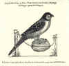 1555  Pierre Belon du Mans: l'Histoire de la nature des oyseaux, avec leurs description et naïfs portraicts